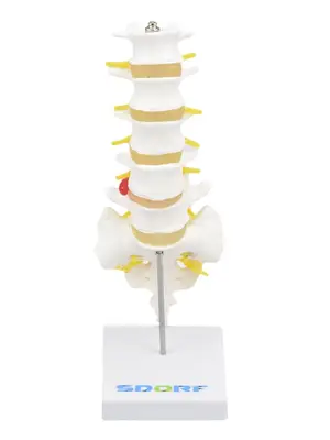 Coluna Lombar Esqueleto - Anatomia