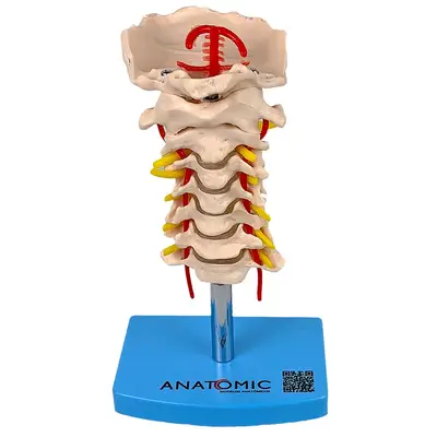Coluna Vertebral Cervical Esqueleto, Anatomia