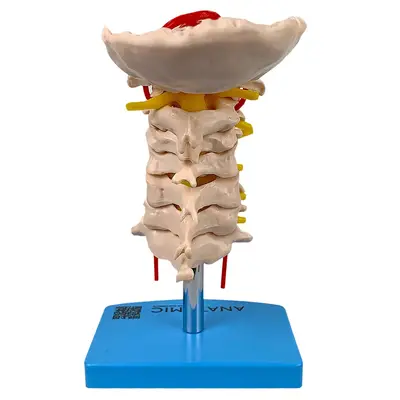 Coluna Vertebral Cervical Esqueleto, Anatomia