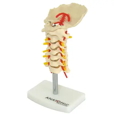 Coluna Vertebral Cervical