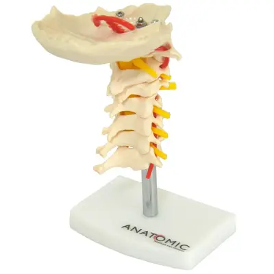 Coluna Vertebral Cervical