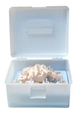 Coluna Vertebral Desarticulada