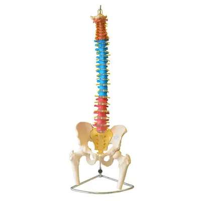 Coluna Vertebral Flexível Colorida em Tamanho Natural