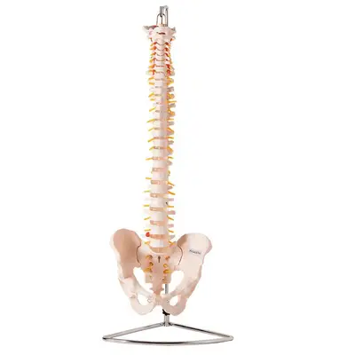 Coluna Vertebral Flexível , Esqueleto Tamanho Natural