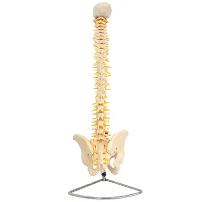 Coluna Vertebral Flexível , Esqueleto Tamanho Natural