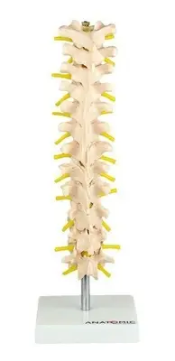 Coluna Vertebral Torácica Esqueleto Anatomia
