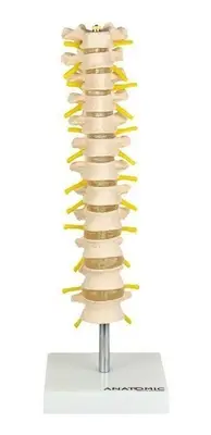 Coluna Vertebral Torácica Esqueleto Anatomia