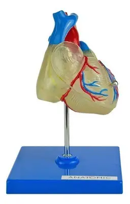 Coração Humano Transparente em 2 Partes Anatomia