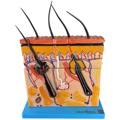 Corte de Pele Ampliado em Camadas, Anatomia