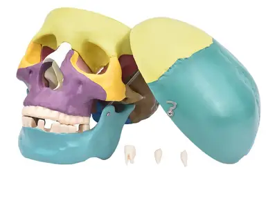 Crânio Humano Colorido c/ Mandíbula Móvel e Dentes Extraíveis em 6 Partes