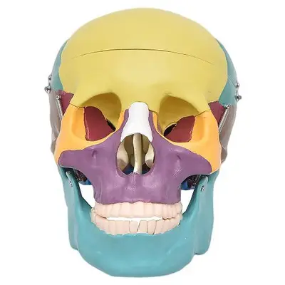 Crânio Humano Colorido em 3 Partes, Anatomia