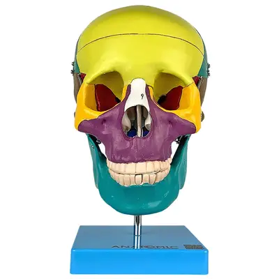 Crânio Humano Didático Colorido em 5 Partes