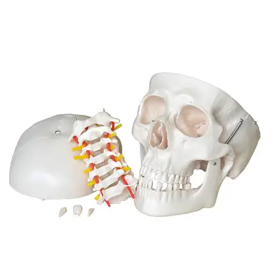 Crânio Humano com Coluna Cervical, Anatomia