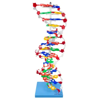 DUPLA HÉLICE DE DNA COM 60 CM , MODELO ANATÔMICO
