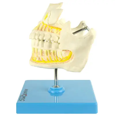 Dentição Adulta, Arcada Dentária, Anatomia