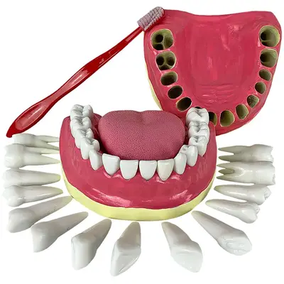 Dentição com Todos os Dentes Removíveis, Anatomia