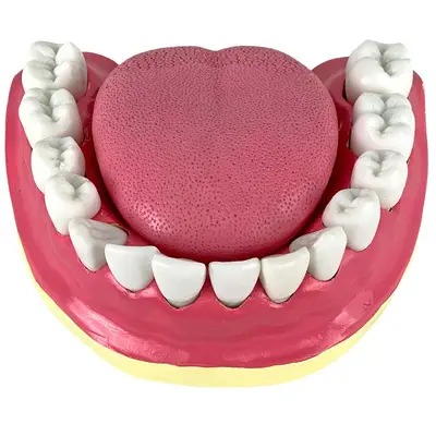 Dentição com Todos os Dentes Removíveis, Anatomia