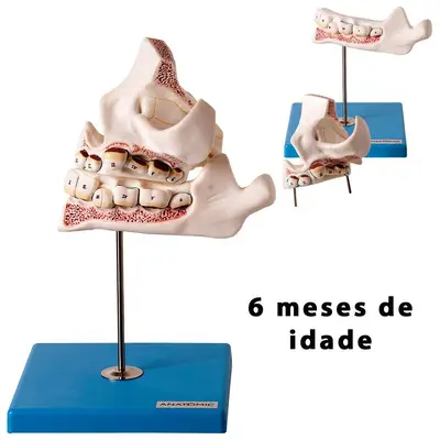 Dentição em 4 Peças Desenvolvimento dos Dentes