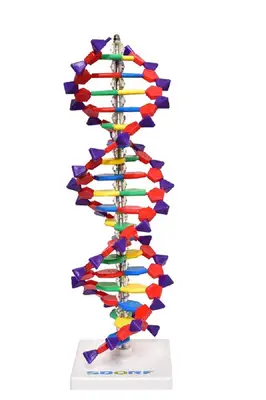 Dupla Hélice de D.N.A, Anatomia