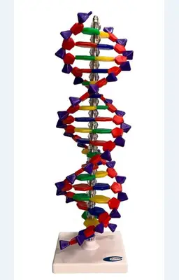 Dupla Hélice de DNA com  40cm.