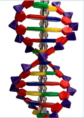 Dupla Hélice de DNA com  40cm.