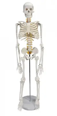 ESQUELETO 45 CM + TORSO HUMANO DE 28 CM 14 PARTES