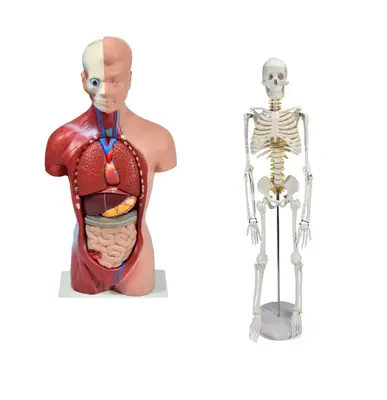 ESQUELETO 45 CM + TORSO HUMANO DE 28 CM 14 PARTES