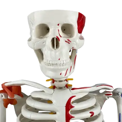 Esqueleto 85 cm c/ Ligamentos, Inserções Musculares, Suporte e Base