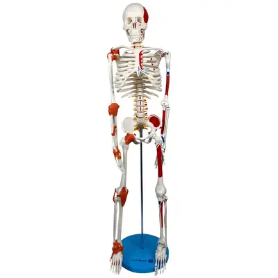 Esqueleto 85 cm com Inserções Musculares, Ligamentos, Suporte e Base