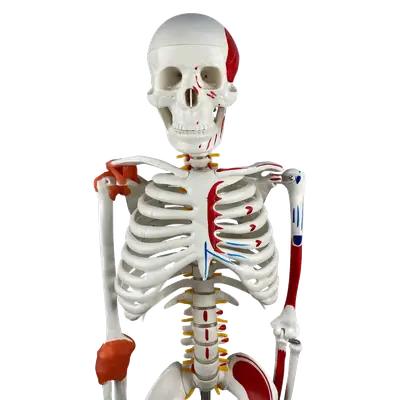Esqueleto 85 cm com Inserções Musculares, Ligamentos, Suporte e Base