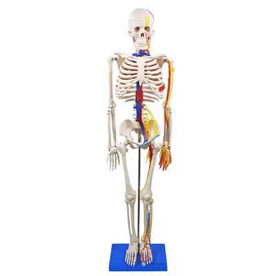 Esqueleto Humano 85 cm Altura Nervos e Vasos Sanguíneos