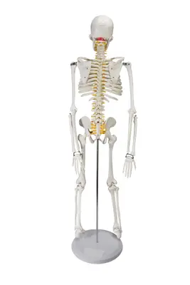 Esqueleto Humano Clássico de 85 cm com Suporte