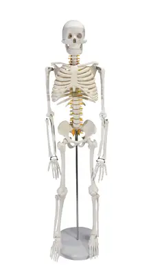 Esqueleto Humano Clássico de 85 cm com Suporte