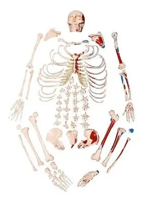 Esqueleto Humano Desarticulado Tam. Natural Origem e Inserção