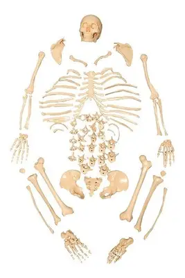 Esqueleto Humano Padrão Tamanho Natural Desarticulado