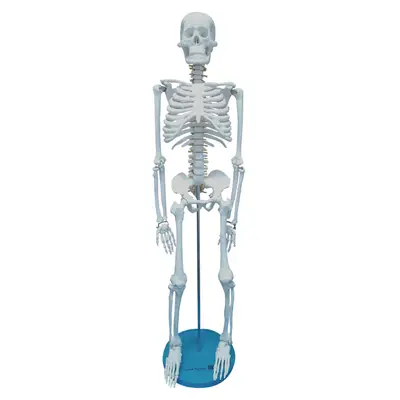 Esqueleto Humano de 85 cm, Articulado .