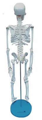 Esqueleto Humano de 85 cm, Articulado .