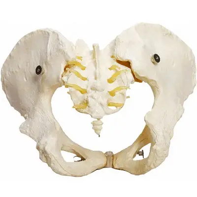 Esqueleto Pélvico,  Anatomia Pelve Feminina