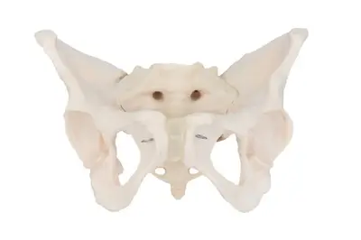 Esqueleto Pélvico Feminino, Anatomia Pelve Feminina