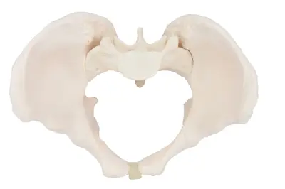 Esqueleto Pélvico Feminino, Anatomia Pelve Feminina