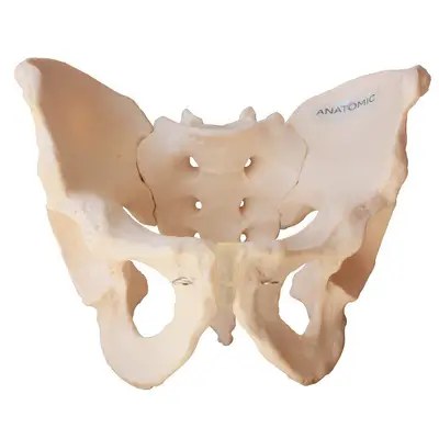 Esqueleto Pélvico Masculino, Anatomia Pelve Masculina
