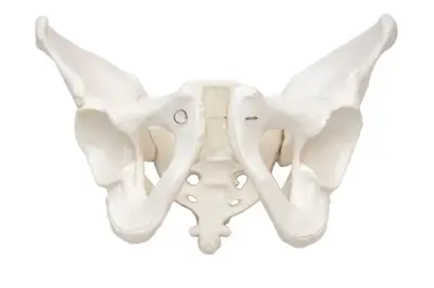 Esqueleto Pélvico Masculino, Anatomia