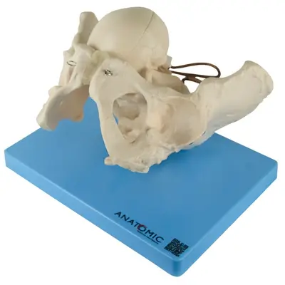 Esqueleto Pélvis Demonstração Momento Parto, Anatomia