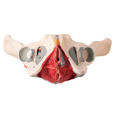 Esqueleto Pélvis Feminino Nervos e Ligamentos, Anatomia