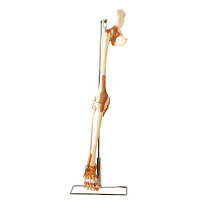 Esqueleto Perna do Membro Inferior Articulações, Anatomia