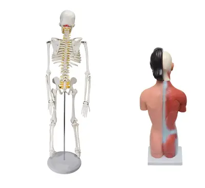 Esqueleto de 85 cm com Torso Feminino de 42 cm dividido em 15 Partes