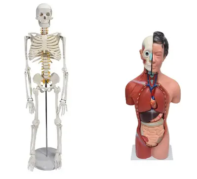 Esqueleto de 85 cm com Torso Feminino de 42 cm dividido em 15 Partes