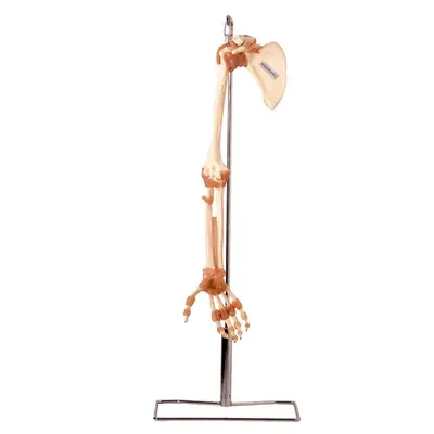 Esqueleto do Membro Superior Articulações Modelo Anatomia