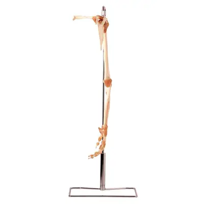 Esqueleto do Membro Superior Articulações Modelo Anatomia