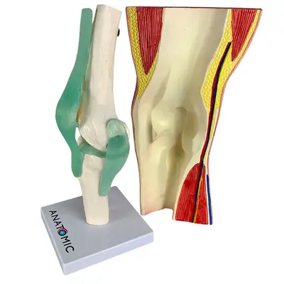 Joelho com Articulação e Musculatura 2 partes